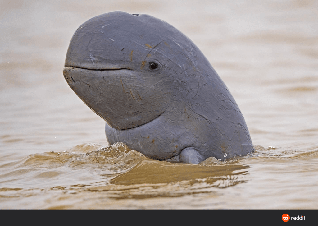 Gray platypus-like sculpture partially submerged in muddy water, with a rounded head and small eye visible.